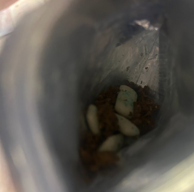 На «Устилузі» та «Ягодині» чотирилапі помічники винюхали у пасажирів наркотичні речовини