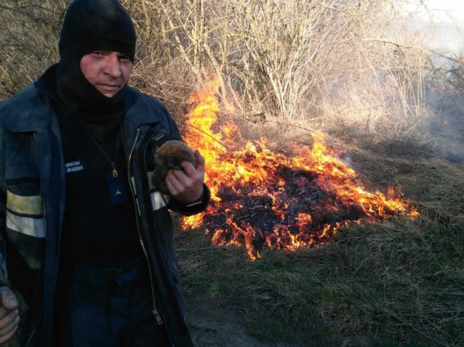 У Луцьку на Львівській горіло 5 гектарів сухої трави