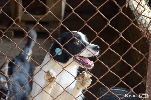 Собаки у притулку дуже гарно вміють позувати.