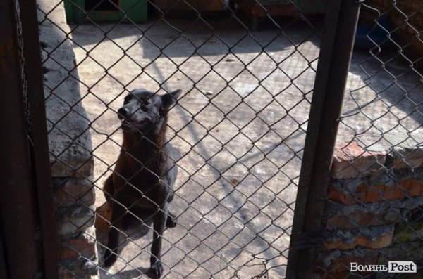 Майже 90% безпритульних тварин Луцька знаходять домівку. ФОТО