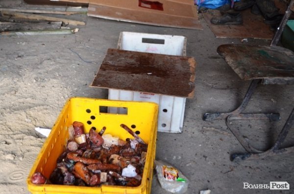 Майже 90% безпритульних тварин Луцька знаходять домівку. ФОТО