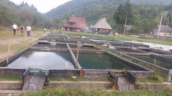 Туристи щодня виловлюють 40 кілограмів форелі. ФОТО. ВІДЕО