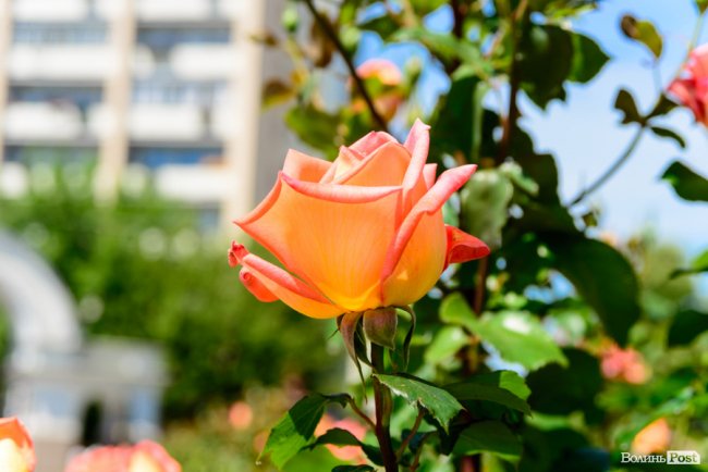 Літні пахощі: головний собор Луцька тоне в трояндах. ФОТОРЕПОРТАЖ