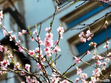 Про вівчарку, яка ходить у наряди, і «Здорову прогулянку». Добрі новини від ВолиньPost за 18 квітня