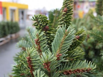 Де в Луцьку можна буде купити новорічну ялинку: адреси