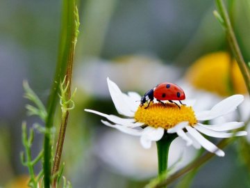 3 липня – яке сьогодні свято і що не можна робити у цей день