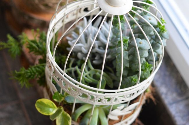 Бананове дерево, екзотичні пальми, фікуси, маракуї: у волинській школі учні створили зимовий сад. ФОТО