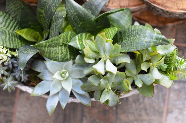 Бананове дерево, екзотичні пальми, фікуси, маракуї: у волинській школі учні створили зимовий сад. ФОТО