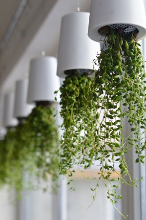 Бананове дерево, екзотичні пальми, фікуси, маракуї: у волинській школі учні створили зимовий сад. ФОТО