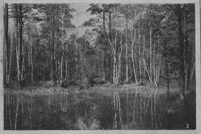 Волинська природа.