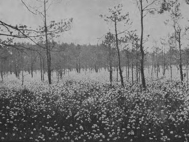 Волинська природа.