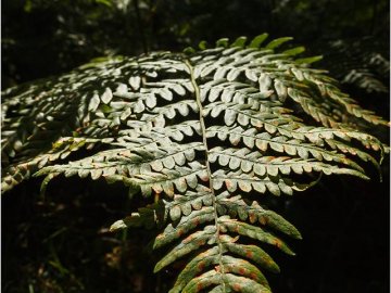 Фотограф показав неймовірну красу волинського лісу