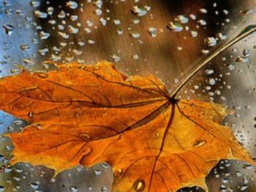 Погода в Луцьку та Волинській області на п'ятницю, 17 вересня