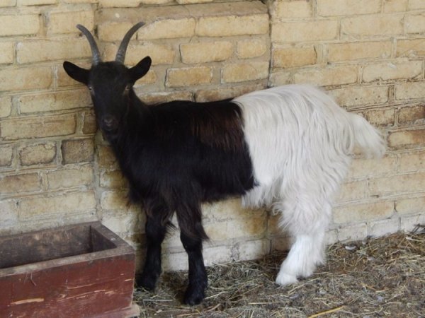 У луцькому зоопарку – кумедне поповнення. ФОТО