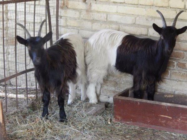 У луцькому зоопарку – кумедне поповнення. ФОТО