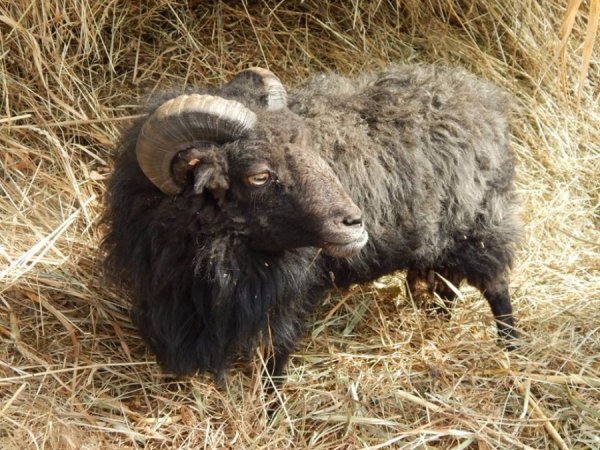 У луцькому зоопарку – кумедне поповнення. ФОТО