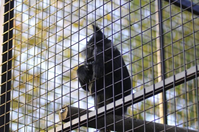 У Луцькому зоопарку – поповнення. ФОТО