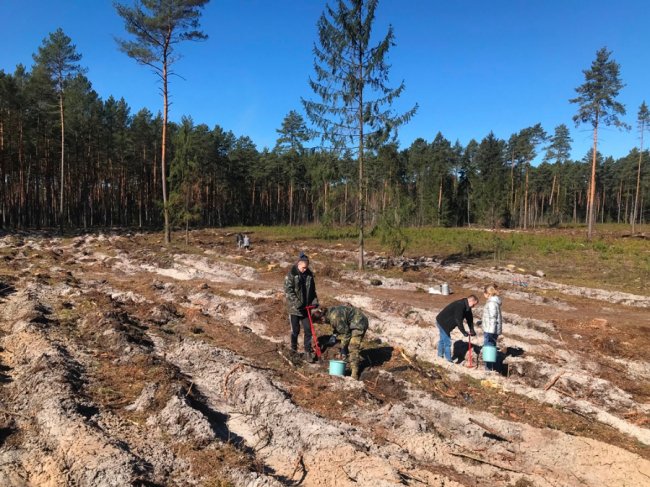 Користь для довкілля і «тімбілдингу»: фірма з Луцька у вихідний висадила гектар лісу. ФОТО