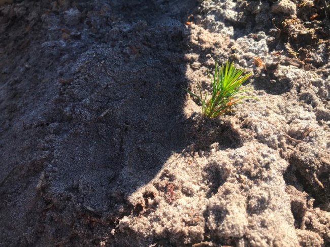 Користь для довкілля і «тімбілдингу»: фірма з Луцька у вихідний висадила гектар лісу. ФОТО