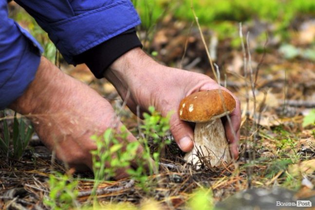 Грибна повінь у волинських лісах. ФОТО