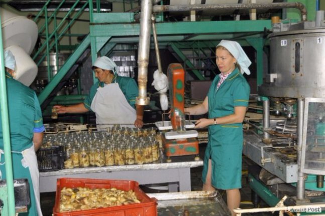 Грибна повінь у волинських лісах. ФОТО