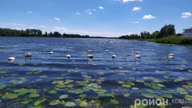 На волинському водосховищі оселилися лебеді. ФОТО