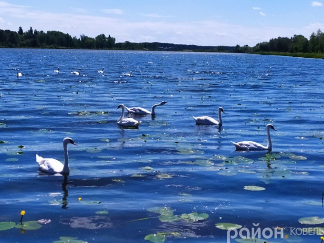 На волинському водосховищі оселилися лебеді. ФОТО