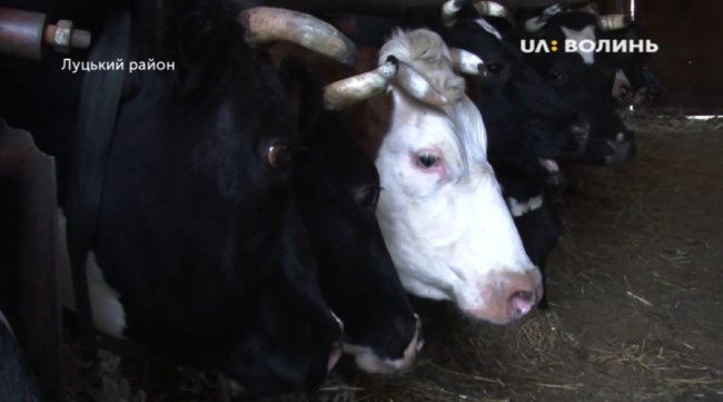 «Я не хочу їхати в Польщу, краще бути поганим хазяїном, чим добрим наймитом», – волинянин, який тримає 30 корів. ВІДЕО