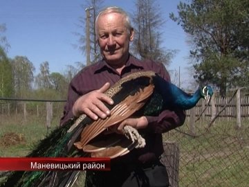 На обійсті волинянина – фабрика «жар-птиць». ВІДЕО