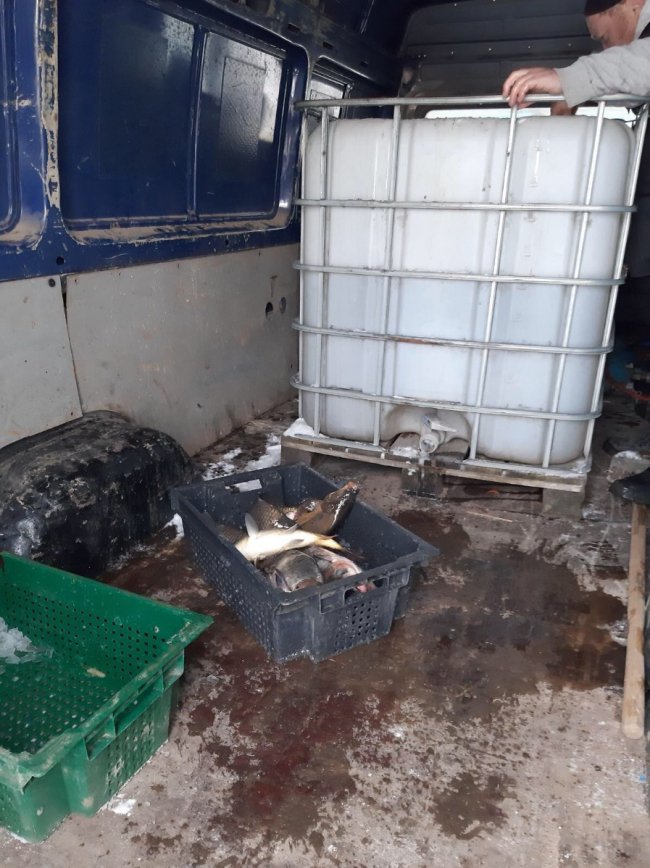 На Волині до водосховища вселили понад 2 тонни цінних видів риб. ФОТО