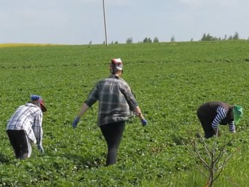 «Заробітки не гірше, як у Польщі»: на Волині стартує полуничний сезон. ВІДЕО