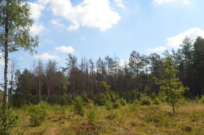 В Україні на шляху боротьби зі шкідниками лісу – бюрократичні перешкоди