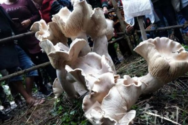 Фермер знайшов 80-сантиметрового їстівного гриба