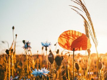 Погода у Луцьку та Волинській області на завтра, 28 липня