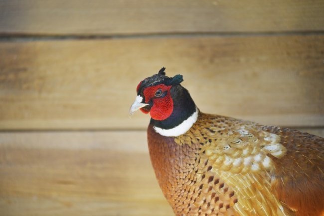 На Волині на волю випустили майже 200 фазанів. ФОТО