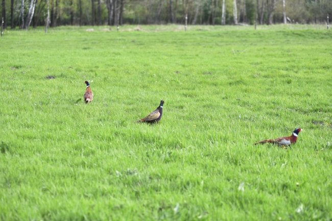 На Волині на волю випустили майже 200 фазанів. ФОТО