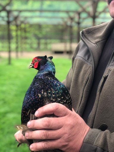 На Волині на волю випустили майже 200 фазанів. ФОТО