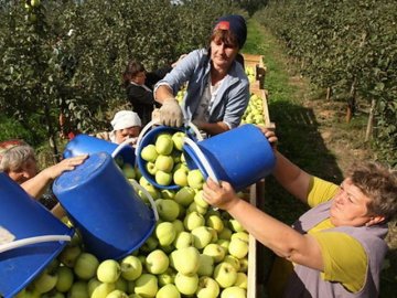«Більше туди не поїду»: чому волинянка витримала лише тиждень на заробітках у Польщі