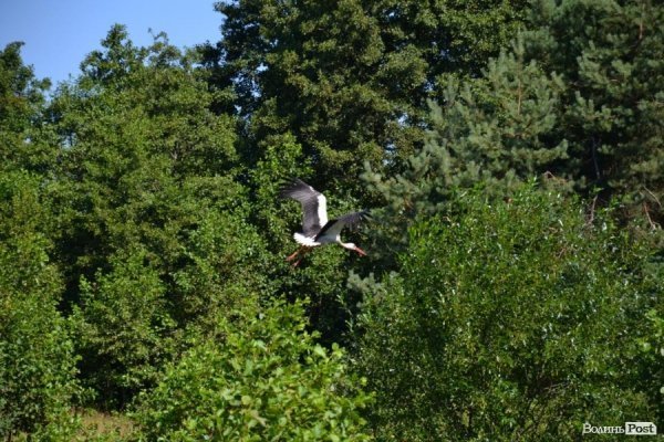 Де відпочивають волиняни: Гряда. ФОТО