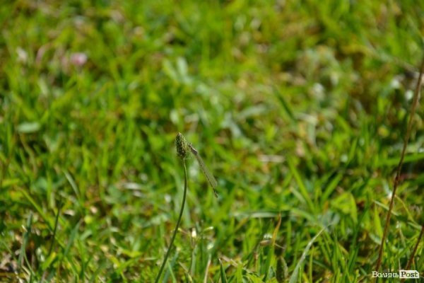 Де відпочивають волиняни: Гряда. ФОТО