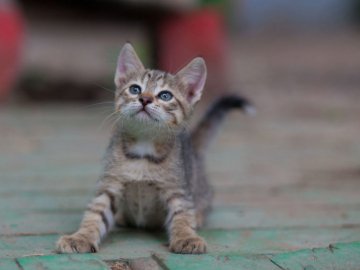 У Києві загинув водій, який рятував кошеня  на дорозі. ВІДЕО