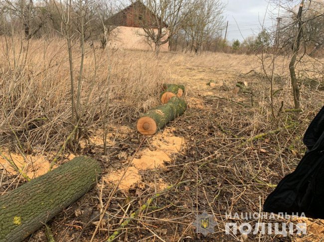 Затримали волинянина, який незаконно зрубав 16 дерев