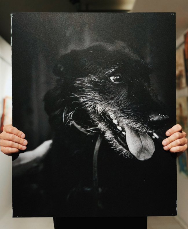 У Луцьку стартував аукціон на підтримку безпритульних тварин. ФОТО