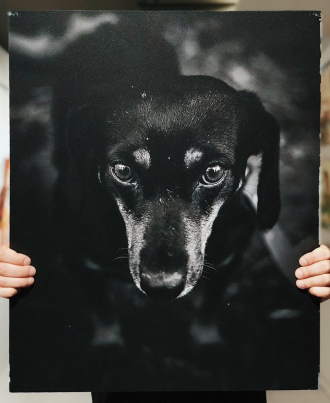 У Луцьку стартував аукціон на підтримку безпритульних тварин. ФОТО