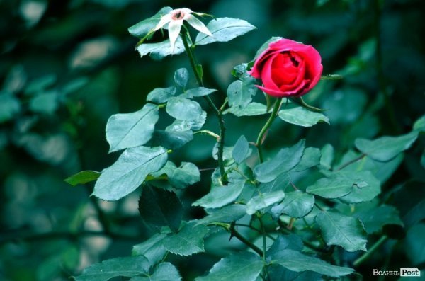 Фотопогляд: вулиця Богдана Хмельницького