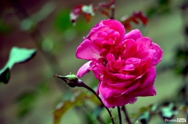 Фотопогляд: вулиця Богдана Хмельницького