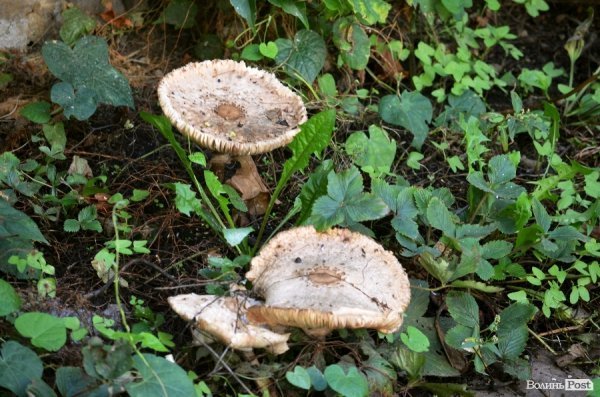 Фотопогляд: вулиця Лесі Українки