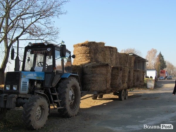На Волині зерно сушать за допомогою сіна. ФОТО