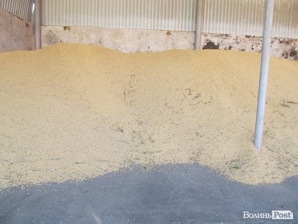 На Волині зерно сушать за допомогою сіна. ФОТО