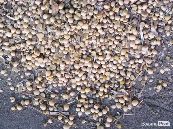 На Волині зерно сушать за допомогою сіна. ФОТО